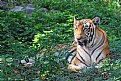 Picture Title - Royal Bengal Tiger.