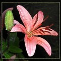 Picture Title - Wet Tiger Lilly