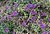 Purple Flowers and Undergrowth