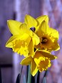 Picture Title - Daffodils