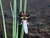 Male Broad-bodied Chase, Libellula depressa (Linnaeus, 1758)