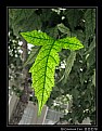 Picture Title - Leaf - 1