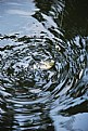 Picture Title - Fish, Lines and Water