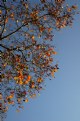 Picture Title - Autumn 2009