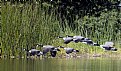 Picture Title - Geese in the wind