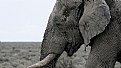 Picture Title - Elephant