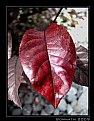 Picture Title - Leaf - 3