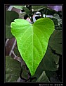 Picture Title - Leaf - 4