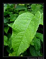 Picture Title - Leaf - 5