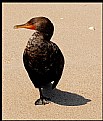 Picture Title - Cormorant