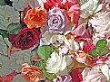 Picture Title - Roses Dead Heads