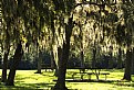 Picture Title - Spanish Moss