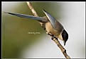 Picture Title - B77 (Azure-winged Magpie)
