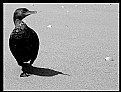 Picture Title - Cormorant II