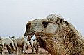 Picture Title - Camel