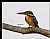 B78 (Common Kingfisher)