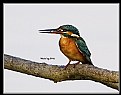 Picture Title - B78 (Common Kingfisher)