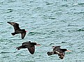 Picture Title - Oyster Catchers