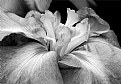 Picture Title - Japanese Iris