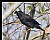 B80 (Crested Myna)