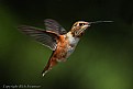 Picture Title - Allen Male Hummingbird