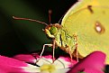 Picture Title - Kelebek Portresi (Butterfly Portrait)