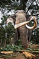 Picture Title - elephant
