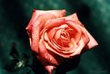 Picture Title - A rose