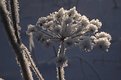 Picture Title - Frozen plant