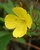 yellow primrose