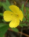 Picture Title - yellow primrose