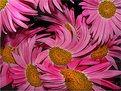 Picture Title - pink swirls