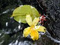 Picture Title - Water, Rock and Flowers