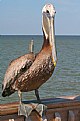 Picture Title - Pelican