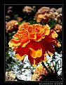 Picture Title - Marigold