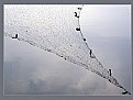 Picture Title - Net