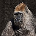 Picture Title - Gorilla 