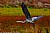 Great Blue Heron... Bodega Bay