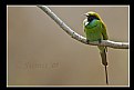 Picture Title - Bee eater with catch