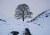 sycamore gap