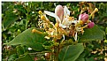 Picture Title - Blooming in orchard at Israel today