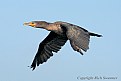 Picture Title - Brandt's Cormorant Juvenile