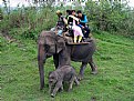 Picture Title - Baby elephant walks
