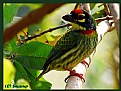 Picture Title - Coppersmith Barbet