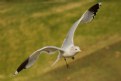 Picture Title - Gull in flight