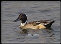 Picture Title - B84 (Northern Pintail)