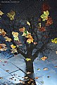 Picture Title - Autumn Resurrection