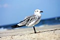 Picture Title - gull