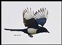 Picture Title - B85 (Common Magpie)