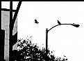 Picture Title - Crow vs Hawk In the City